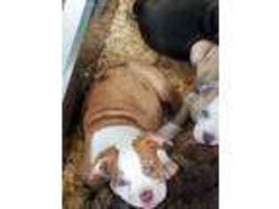 Olde English Bulldogge Puppy for sale in Spring Grove, IL, USA