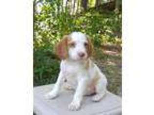 Brittany Puppy for sale in Westport, IN, USA
