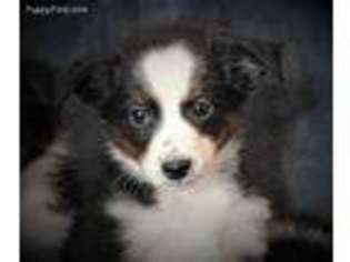 Miniature Australian Shepherd Puppy for sale in Huntington, UT, USA