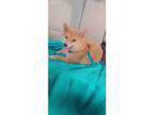 Shiba Inu Puppy for sale in Deerfield Beach, FL, USA