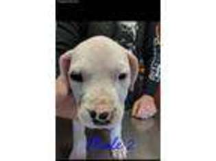 Dogo Argentino Puppy for sale in Monroe, NC, USA
