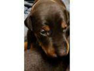 Doberman Pinscher Puppy for sale in Springfield, IL, USA