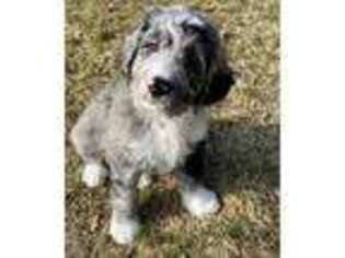 Mutt Puppy for sale in Pinckney, MI, USA