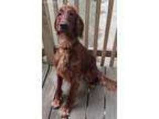 Irish Setter Puppy for sale in Bedford, NH, USA