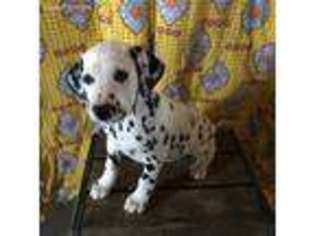 Dalmatian Puppy for sale in Dundee, OH, USA