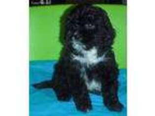 Goldendoodle Puppy for sale in Madisonville, TN, USA