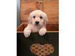 Mutt Puppy for sale in Templeton, MA, USA
