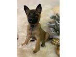Belgian Malinois Puppy for sale in Dover, OH, USA