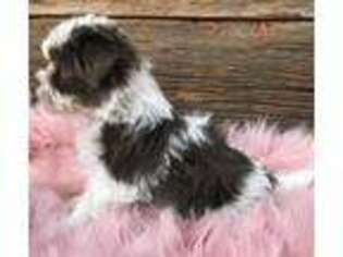 Havanese Puppy for sale in Beach City, OH, USA