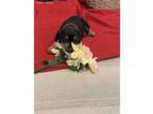 Doberman Pinscher Puppy for sale in Riverside, CA, USA