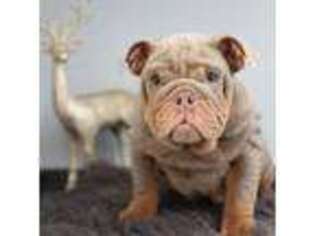 Bulldog Puppy for sale in Flora, IN, USA