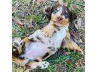 Dachshund Puppy for sale in Ona, FL, USA