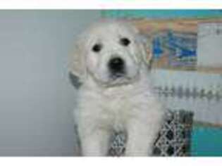 Mutt Puppy for sale in Boulder City, NV, USA