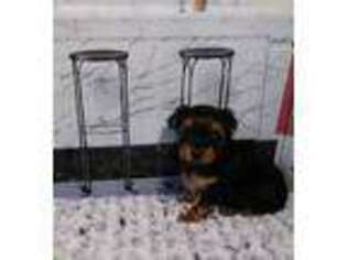 Yorkshire Terrier Puppy for sale in Brighton, IL, USA