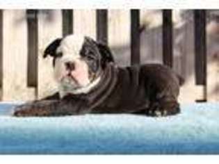Olde English Bulldogge Puppy for sale in Gulfport, MS, USA