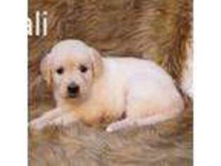 Golden Retriever Puppy for sale in Azle, TX, USA