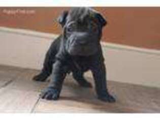 Mutt Puppy for sale in Brodnax, VA, USA