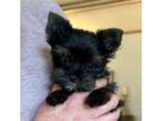 Yorkshire Terrier Puppy for sale in Staunton, VA, USA