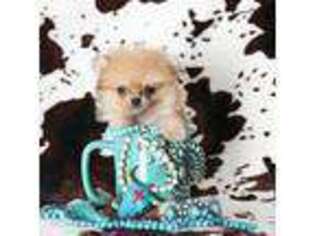Pomeranian Puppy for sale in Live Oak, FL, USA