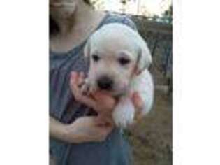Labrador Retriever Puppy for sale in Fitzgerald, GA, USA