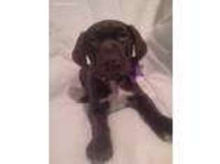 German Shorthaired Pointer Puppy for sale in Phelan, CA, USA
