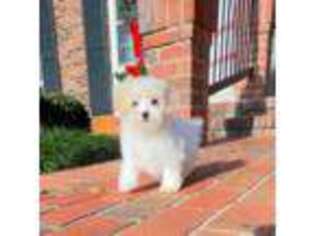 Mutt Puppy for sale in Newberry, SC, USA