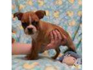 Boston Terrier Puppy for sale in JOHNSON CITY, NY, USA