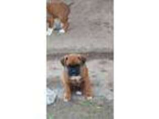 Boxer Puppy for sale in Shafer, MN, USA