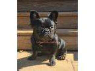 French Bulldog Puppy for sale in Clearlake Oaks, CA, USA