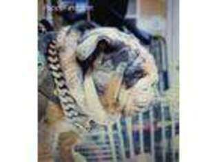 Bulldog Puppy for sale in Delano, CA, USA