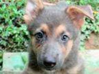 German Shepherd Dog Puppy for sale in Mechanicsburg, PA, USA