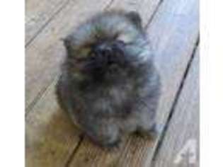 Pomeranian Puppy for sale in FOLKSTON, GA, USA