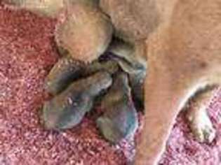 Boerboel Puppy for sale in Henagar, AL, USA