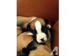 Boxer Puppy for sale in BRADENTON, FL, USA