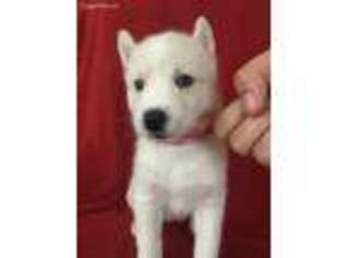 Siberian Husky Puppy for sale in Cleveland, GA, USA