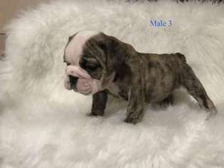 Bulldog Puppy for sale in GULFPORT, MS, USA