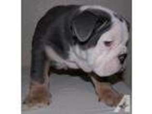 Bulldog Puppy for sale in FORT DAVIS, TX, USA
