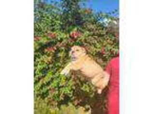 Bulldog Puppy for sale in Lehigh Acres, FL, USA