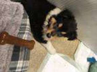 Collie Puppy for sale in New Braintree, MA, USA