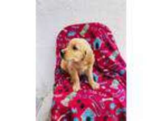 Golden Retriever Puppy for sale in Jacksonville, FL, USA