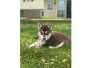 Siberian Husky Puppy for sale in Gordonville, PA, USA