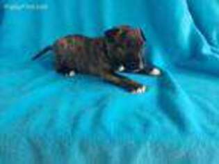 Bull Terrier Puppy for sale in Nevada, OH, USA