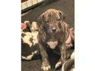 Great Dane Puppy for sale in Oak Harbor, WA, USA