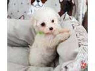 Maltese Puppy for sale in Rock Hill, SC, USA