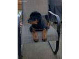 Rottweiler Puppy for sale in Connersville, IN, USA