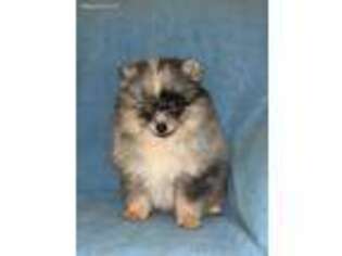 Pomeranian Puppy for sale in Coldwater, MS, USA