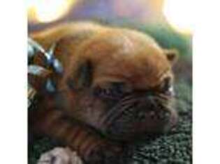 French Bulldog Puppy for sale in Eucha, OK, USA
