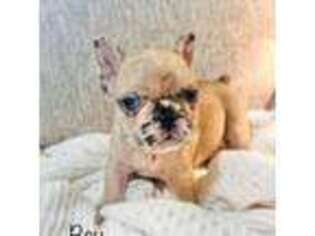 French Bulldog Puppy for sale in Whiting, KS, USA