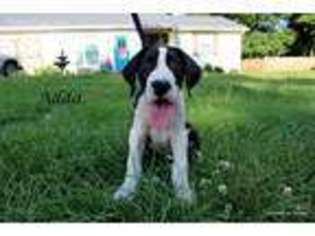 Great Dane Puppy for sale in Concord, GA, USA