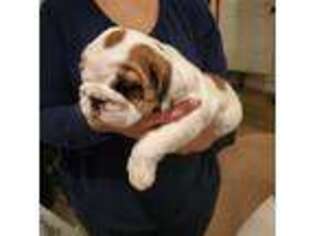 Bulldog Puppy for sale in Alexandria, OH, USA